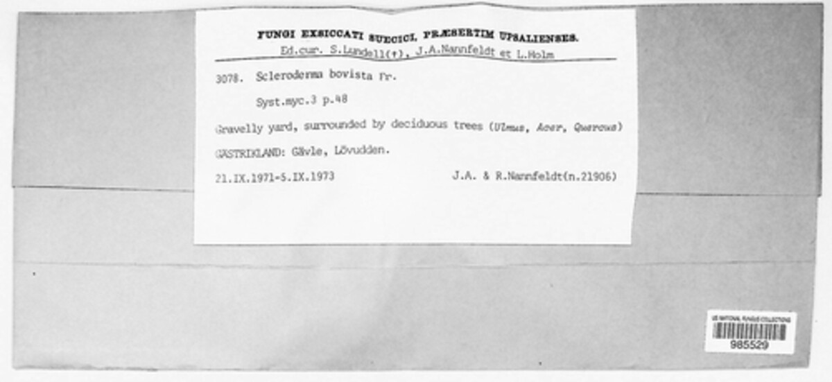 Scleroderma bovista image